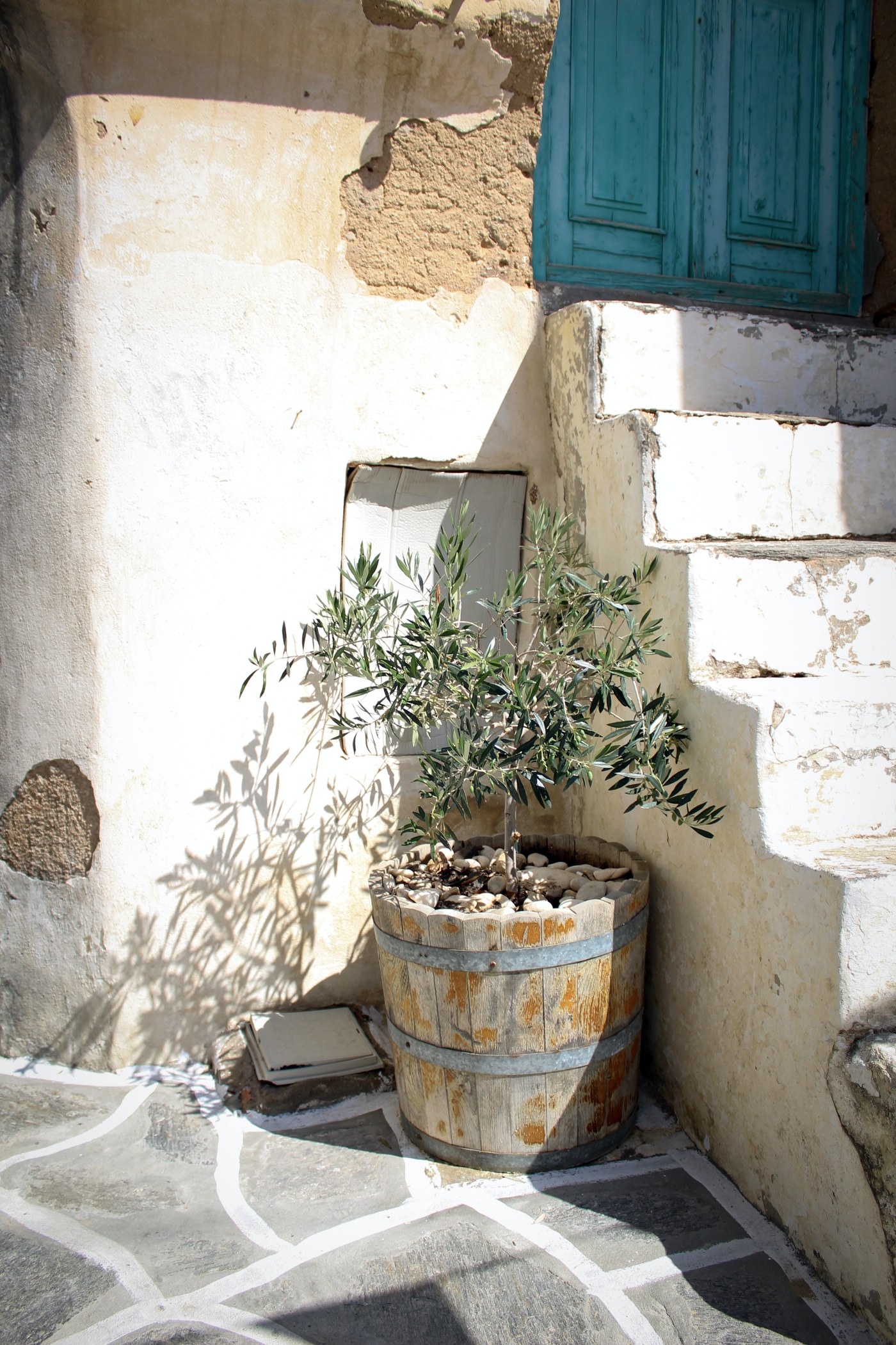 An olive tree in a Menorcan courtyard